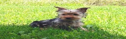 Yorkshire Terrier dogs for sale: Lilibet - Ad 5