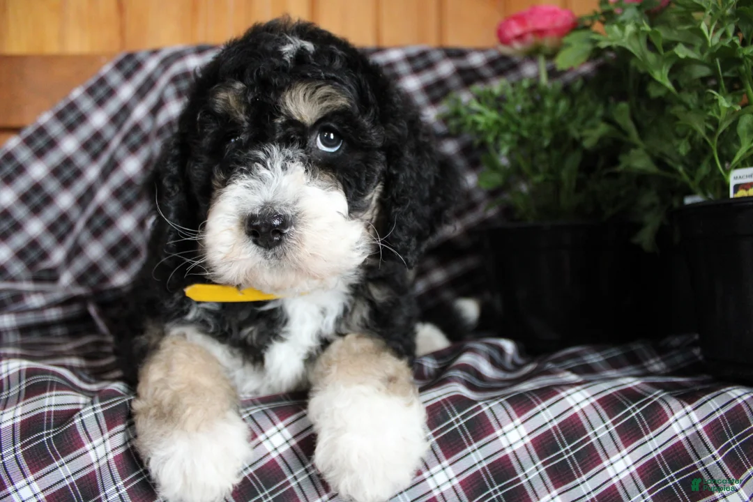 Bernedoodle dogs for sale: Pansy - Ad 1