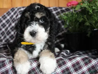 Bernedoodle dogs Pansy - Ad 37
