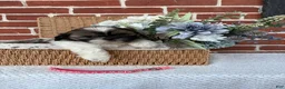 Shih Tzu dogs for sale: Carrie - Ad 5