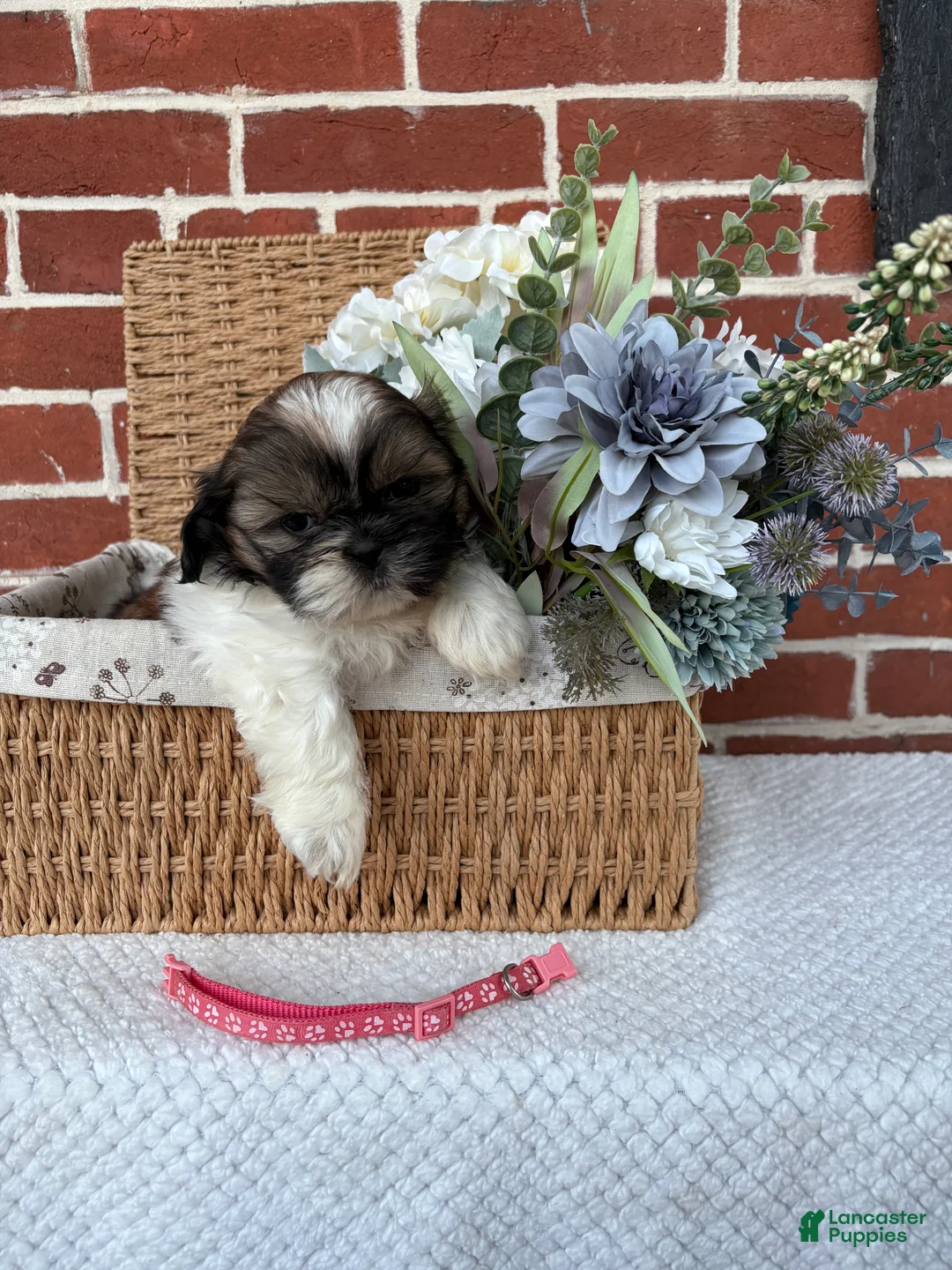 Shih Tzu dogs for sale: Carrie - Ad 5