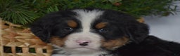Bernese Mountain Dog dogs for sale: Ryder - Ad 3