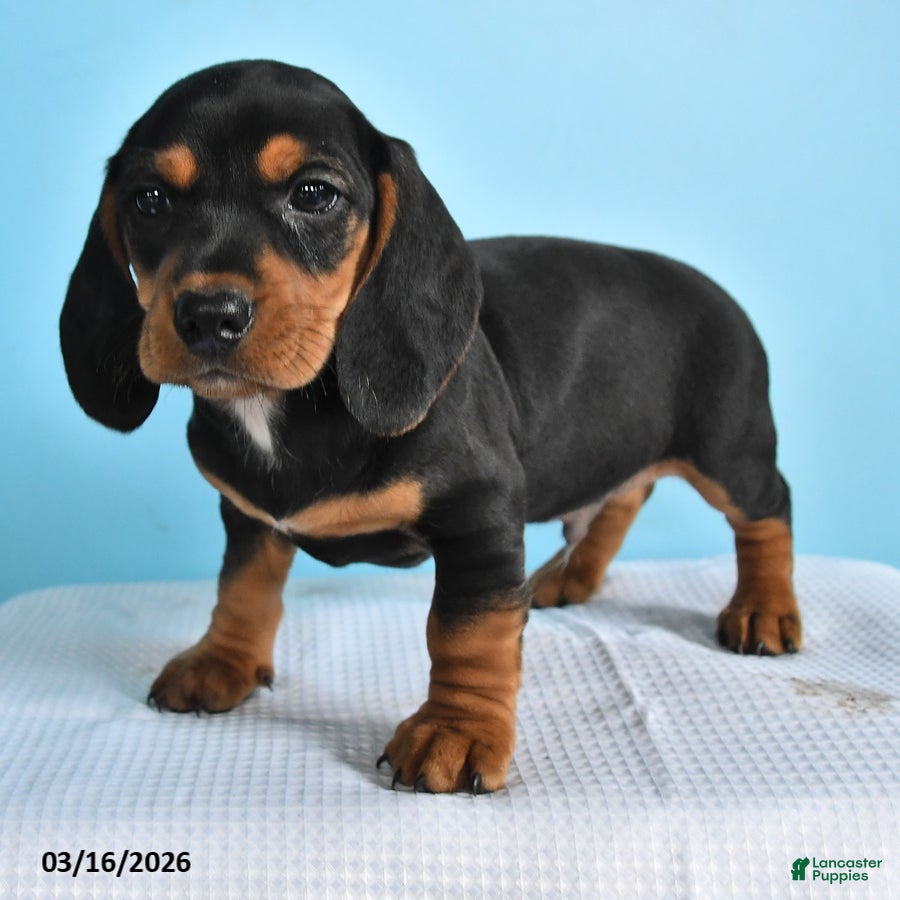 Mixed Breed dogs Ace - Ad 2