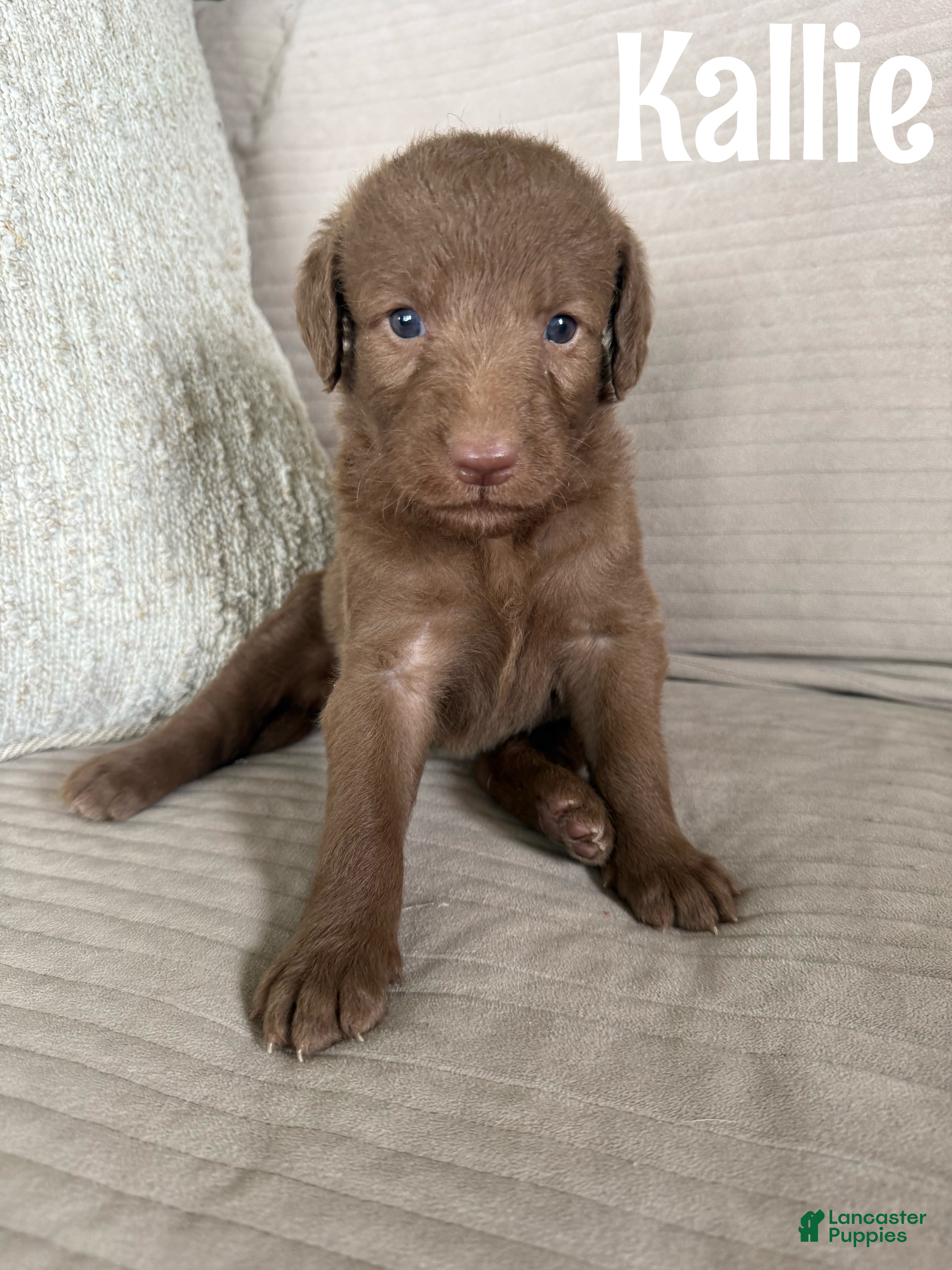 Labradoodle dogs Kallie - Ad 1