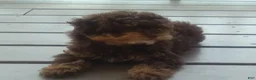 Miniature Poodle dogs for sale: Maple - Ad 4