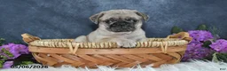 Pug dogs for sale: Greg - Ad 8