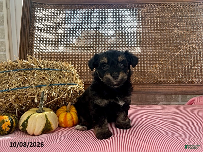 Dixie (Aussiedoodle Miniature, Female) in Arthur, IL