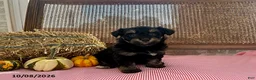 Mini Aussiedoodle dogs for sale: Dixie - Ad 1