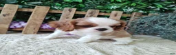 Cavalier King Charles Spaniel dogs for sale: Brittany  - Ad 11