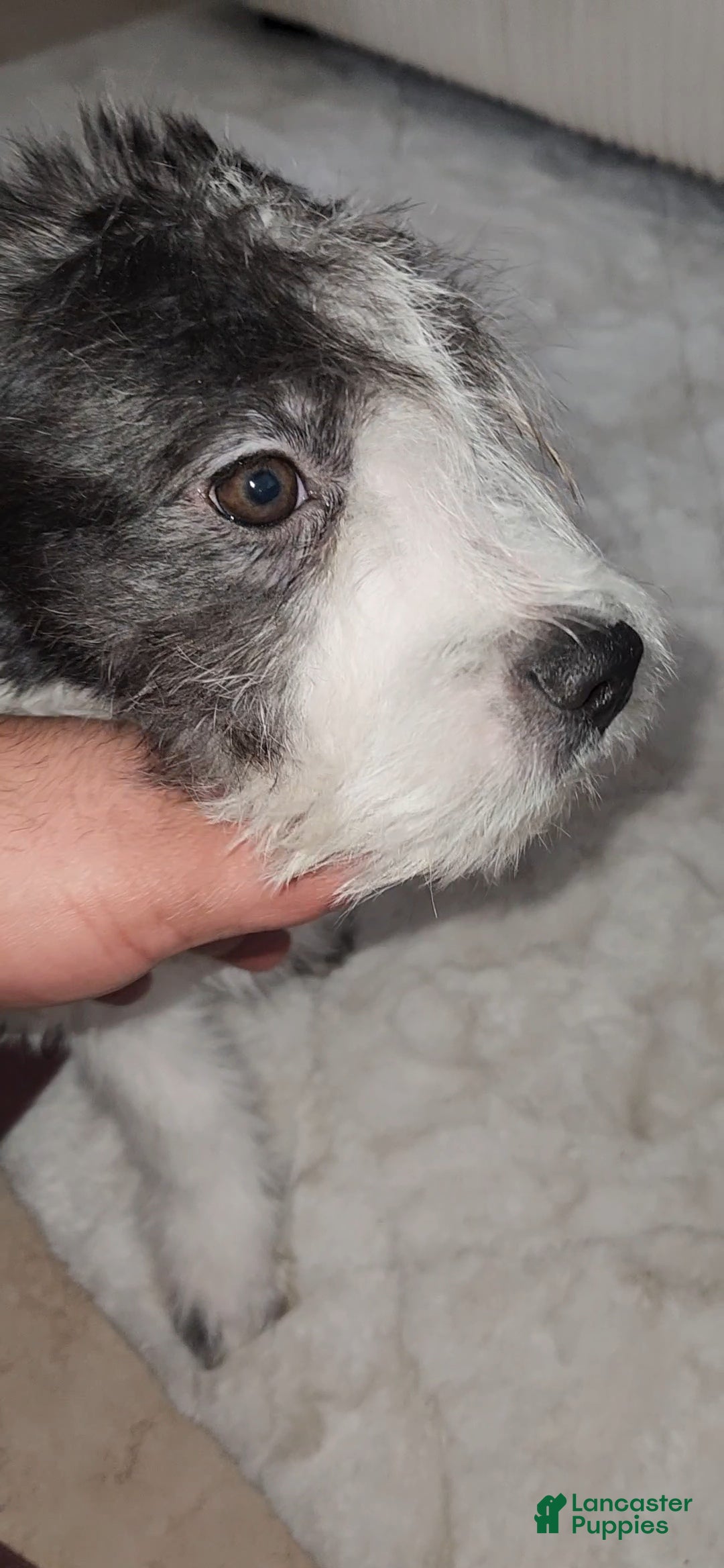 Mixed Breed dogs BERNADETTE - Ad 33