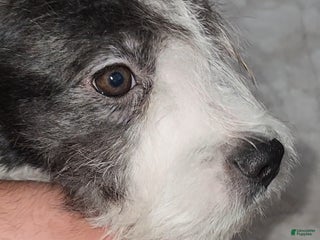 Mixed Breed dogs BERNADETTE - Ad 34