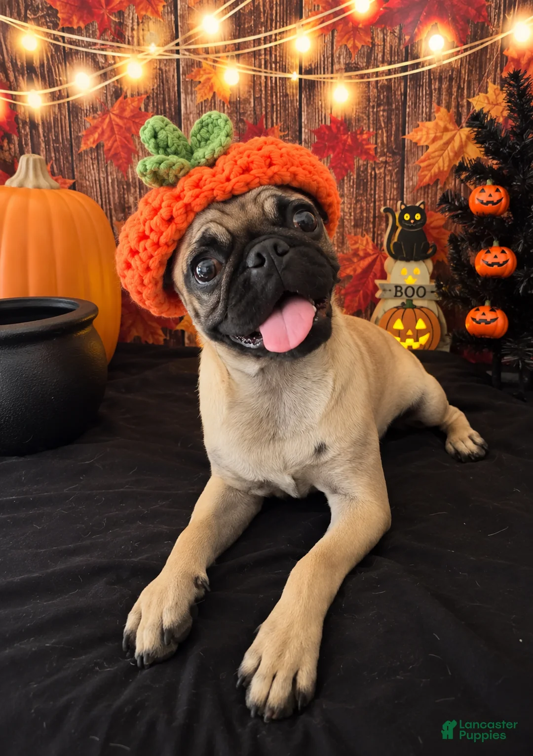 Pug dogs for sale: Pug 1 - Ad 1
