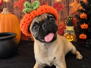 Pug dogs Pug 1 - Ad 2