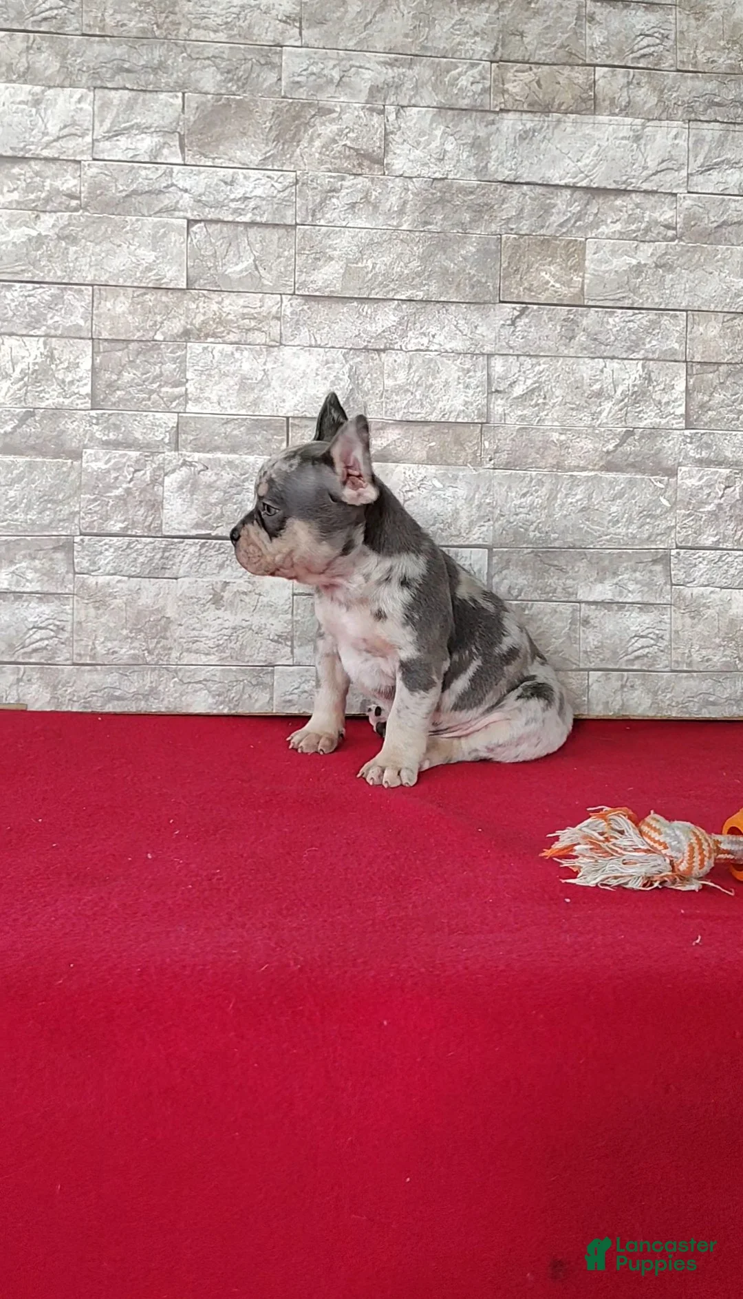 Mixed Breed dogs for sale: Brady - Ad 2