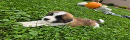 Saint Bernard dogs for sale: Maverick - Ad 6