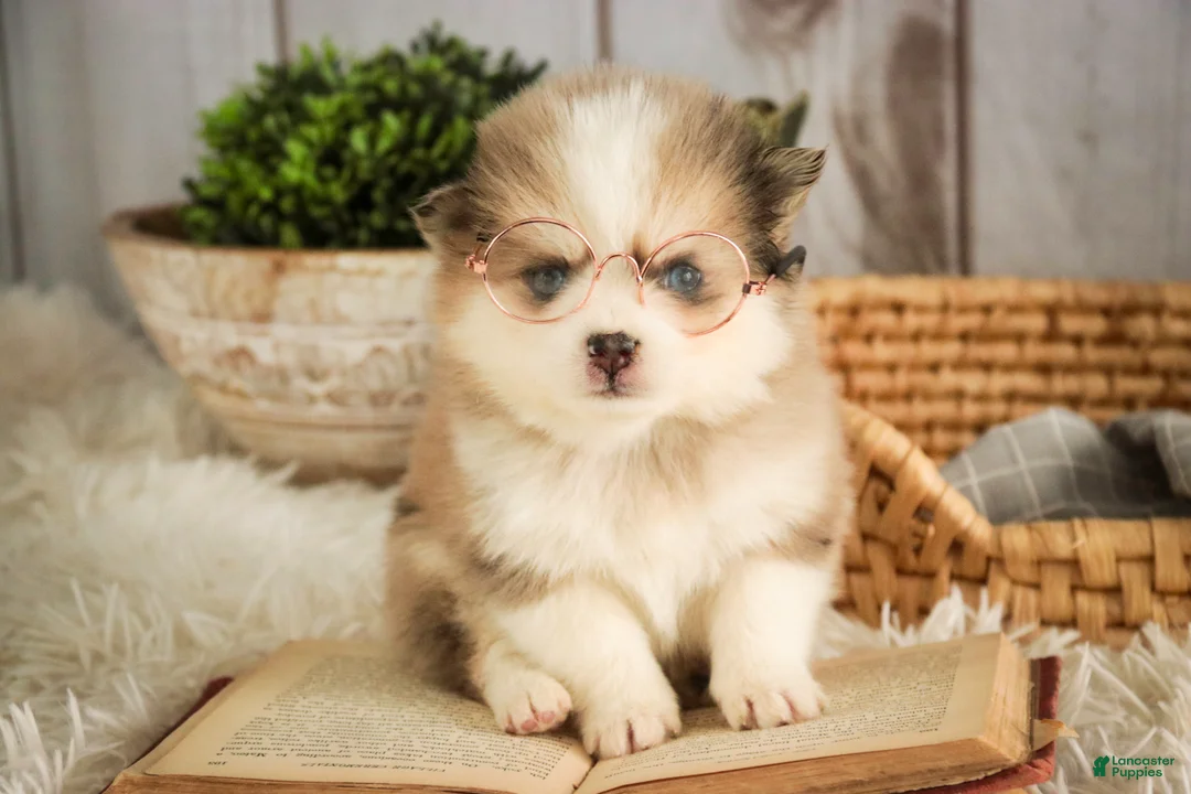 Pomsky dogs for sale: Sebastian - Ad 3