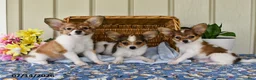 Papillon dogs for sale: Bonnie - Ad 3