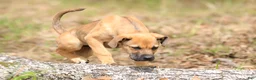 Mixed Breed dogs for sale: Falcon - European Doberdane - Ad 4