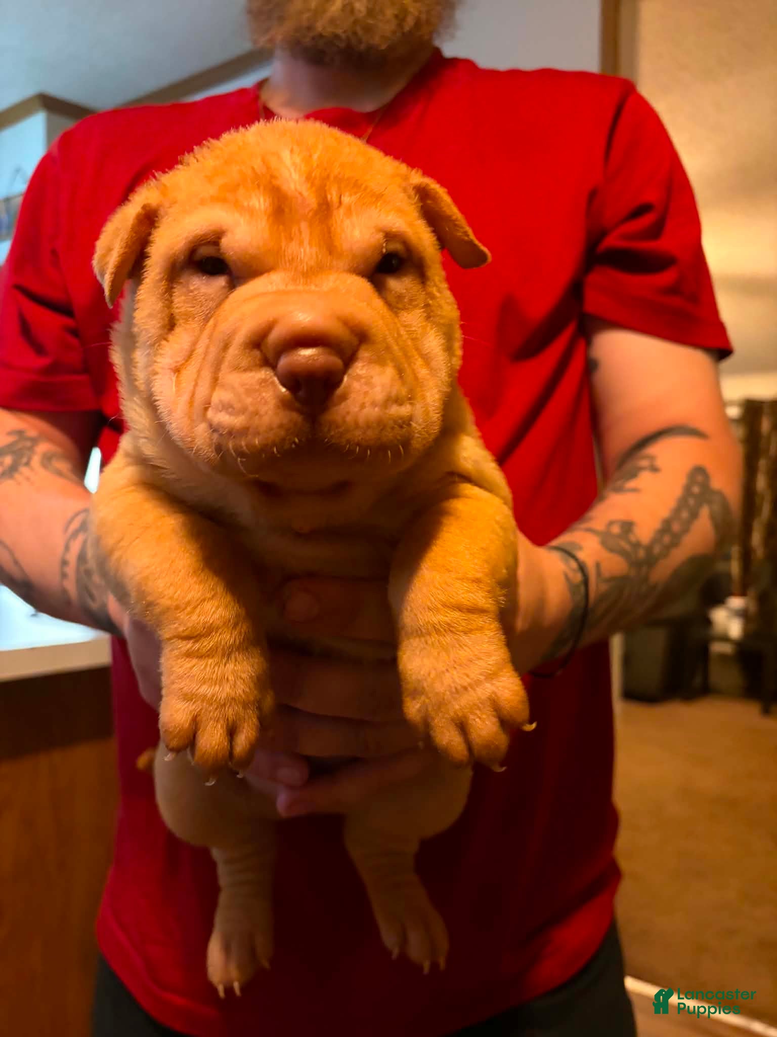 Shar Pei dogs Nugget - Ad 3
