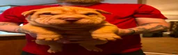 Shar Pei dogs for sale: Nugget - Ad 1