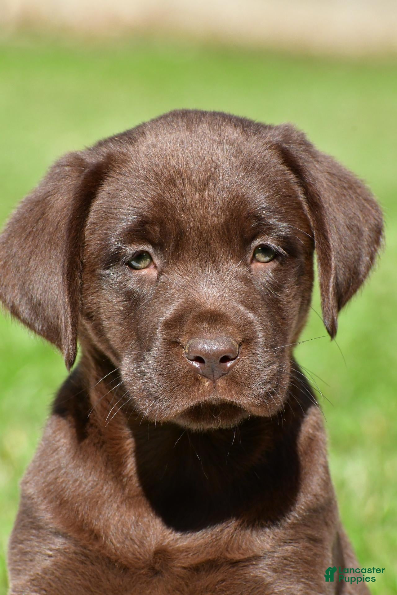 Chino (Labrador, Female) in Millersburg, OH