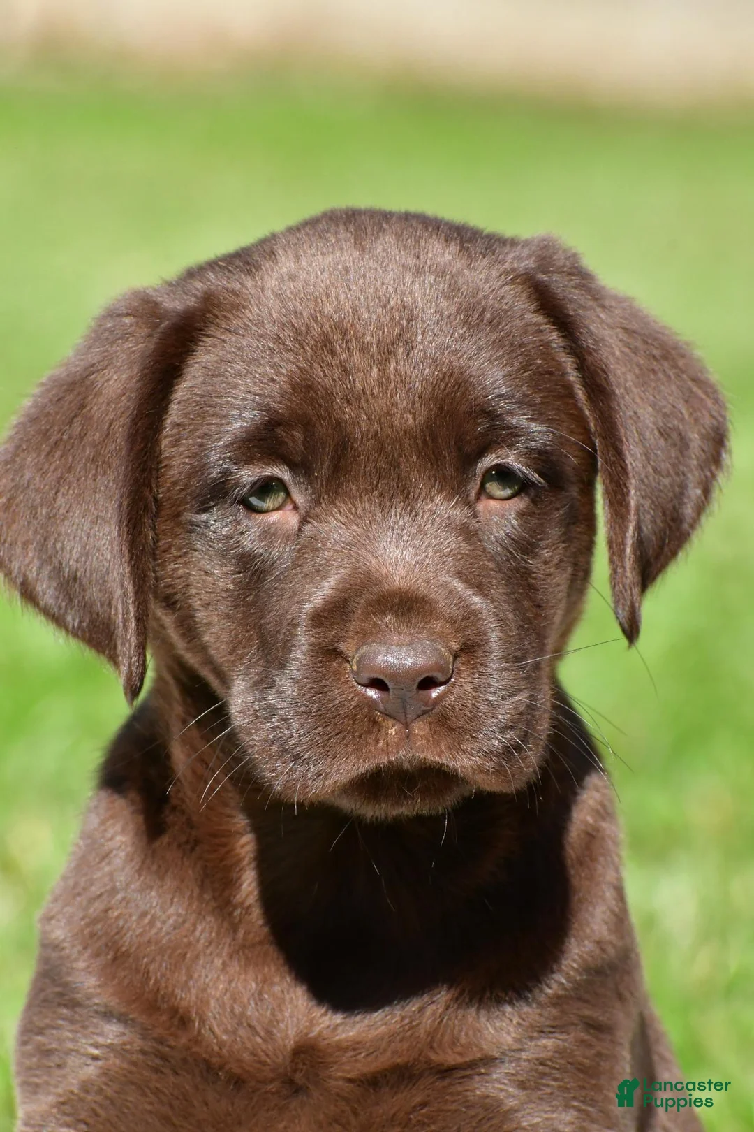 Labrador Retriever dogs for sale: Chino - Ad 1