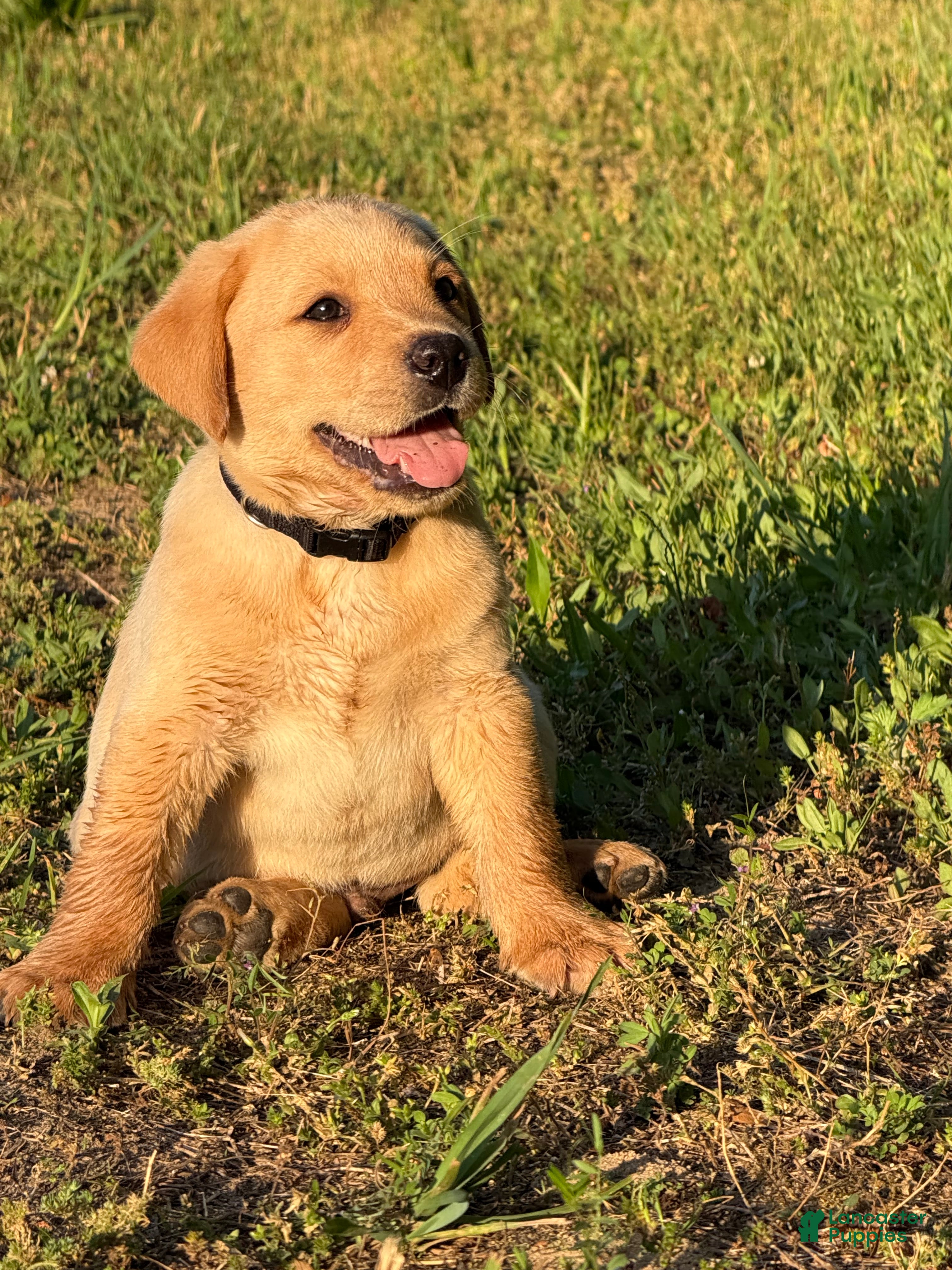 Labrador Retriever dogs for sale: Labrador Retriever Puppy 7 - Ad 1