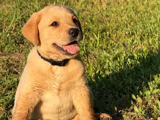 Labrador Retriever dogs for sale: Labrador Retriever Puppy 7 - Ad 1
