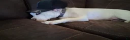 American Pit Bull Terrier dogs for sale: Cowboy - Ad 26
