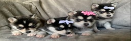 Alaskan Klee Kai dogs for sale: Petite Toy Husky~ Amazing Petunia~!!! - Ad 10