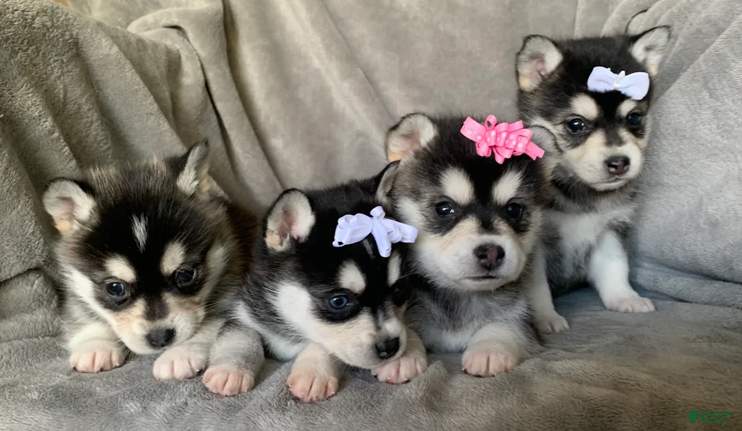 Alaskan Klee Kai dogs for sale: Petite Toy Husky~ Amazing Petunia~!!! - Ad 10