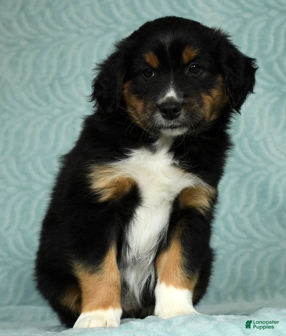 Australian Shepherd dogs for sale: Hank - Ad 4