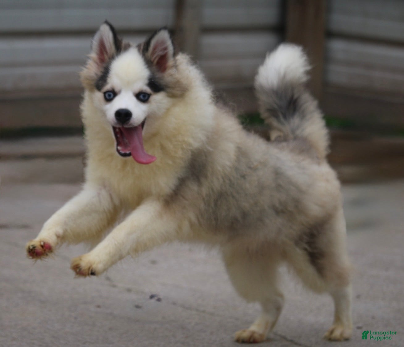 Pomsky dogs Bam bam - Ad 1