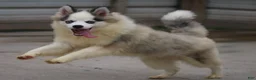 Pomsky dogs for sale: Bam bam - Ad 1