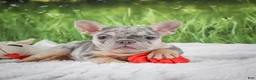 French Bulldog dogs for sale: Luna - Ad 4