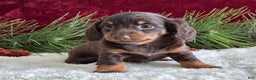 Miniature Dachshund dogs for sale: Kate - Ad 14