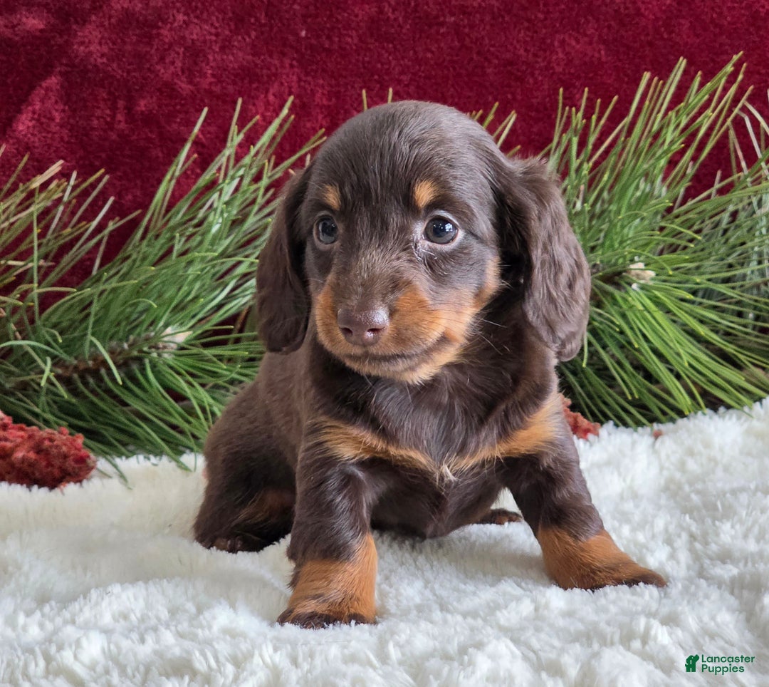 Miniature Dachshund dogs for sale: Kate - Ad 14