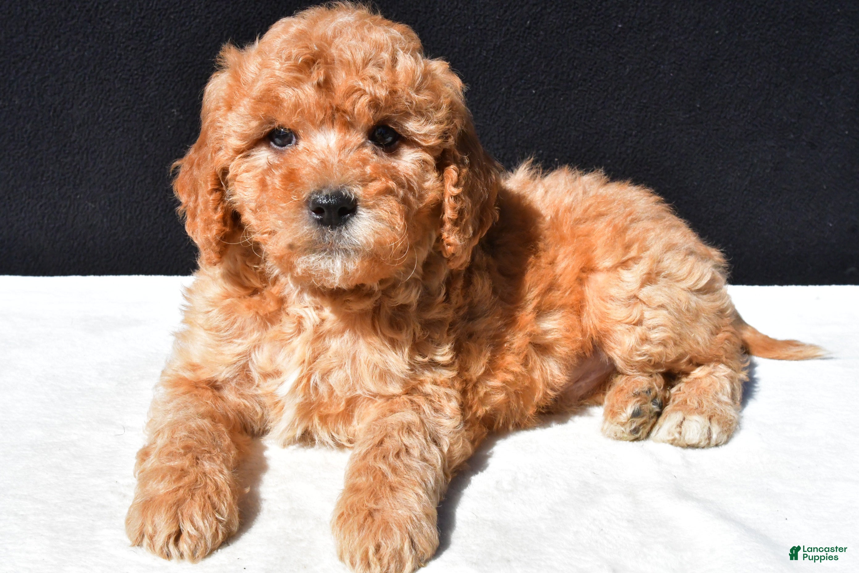 Mini Goldendoodle dogs Theo - Ad 2