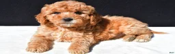 Mini Goldendoodle dogs for sale: Theo - Ad 2