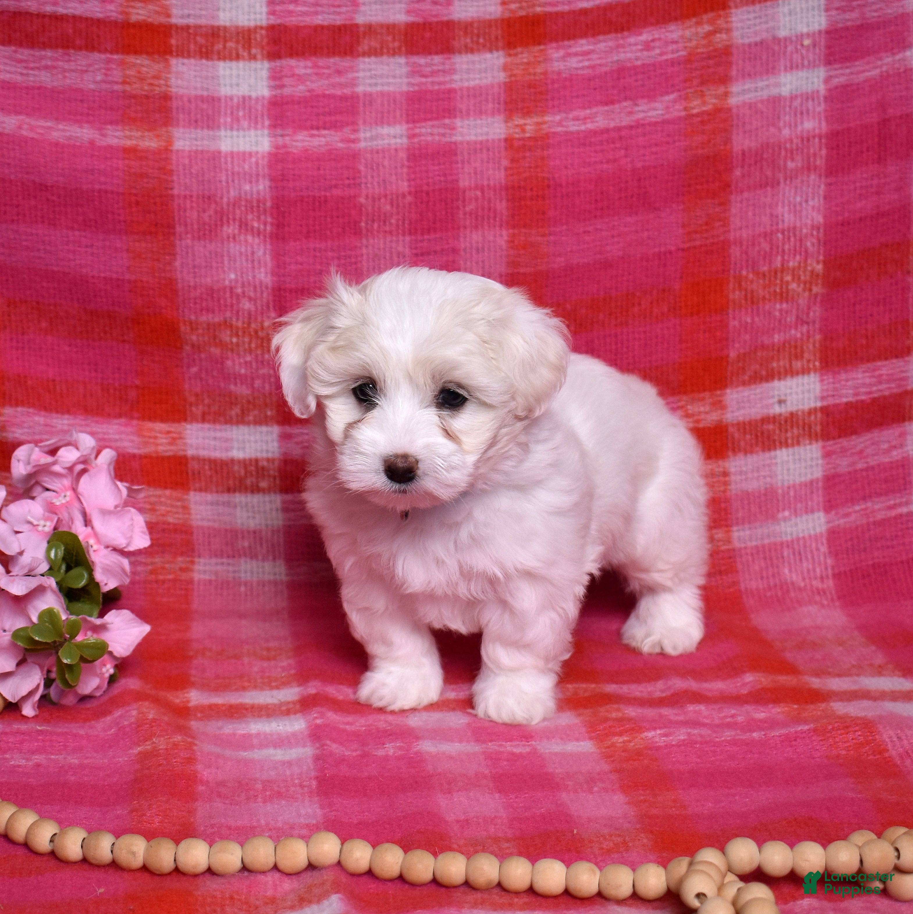 Coton De Tulear dogs Belle  - Ad 2