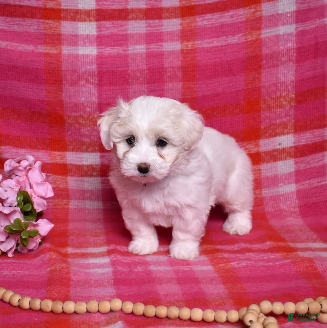 Coton De Tulear dogs for sale: Belle  - Ad 2
