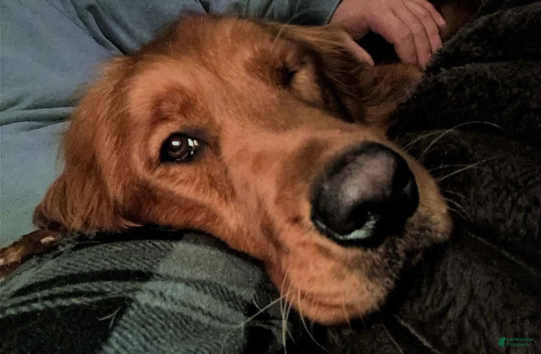 Golden Retriever dogs for sale: Golden Retriever Puppy 2 - Ad 2