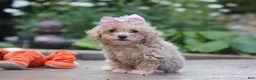 Maltipoo dogs for sale: Lilly - Ad 5