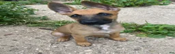 Mixed Breed dogs for sale: Mixed Breed 1 - Ad 12