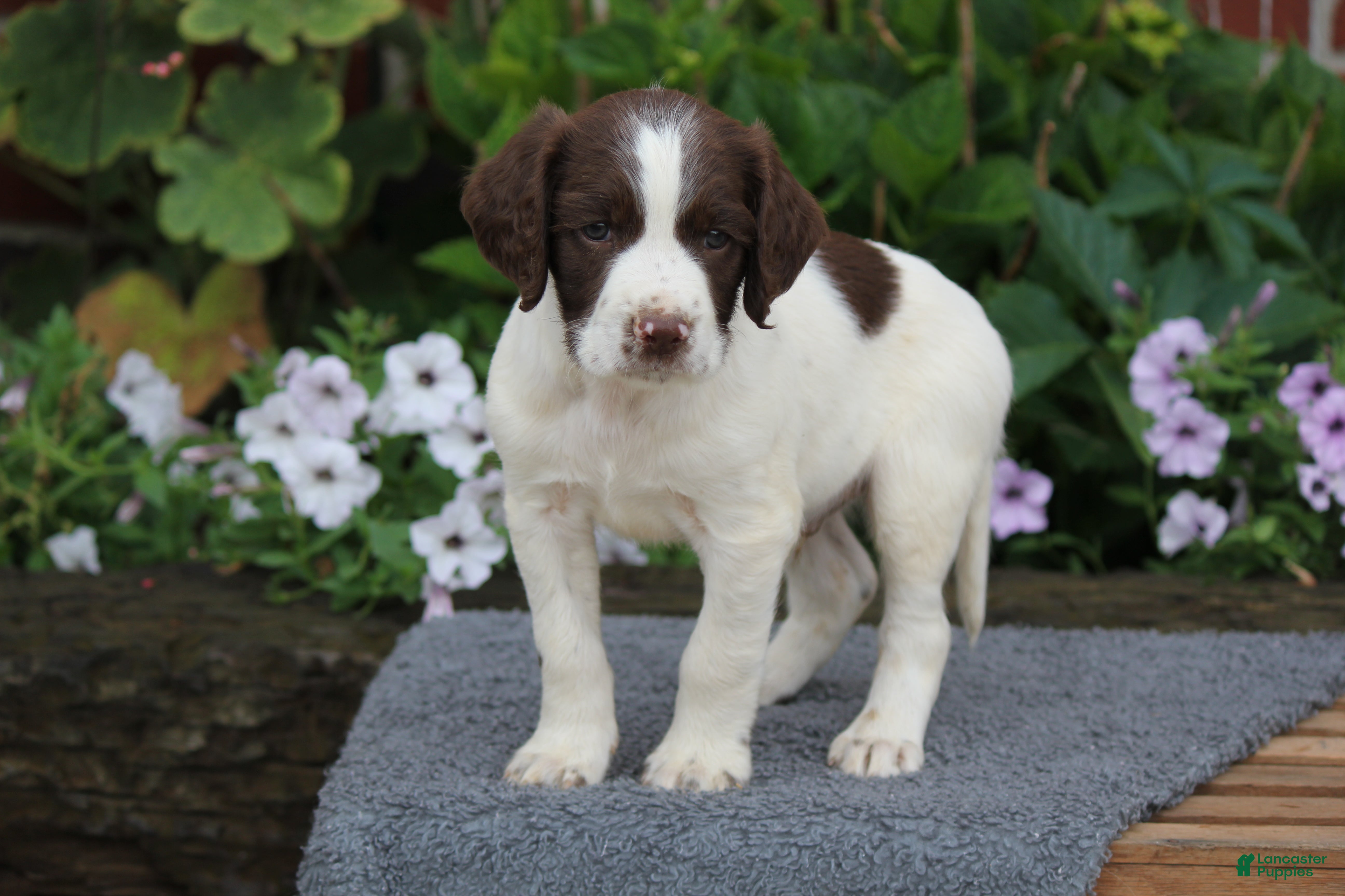 English Springer Spaniel dogs Digger - Ad 2