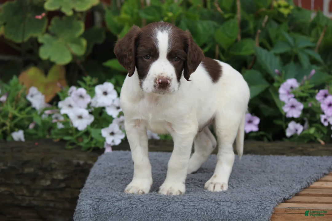 English Springer Spaniel dogs for sale: Digger - Ad 2