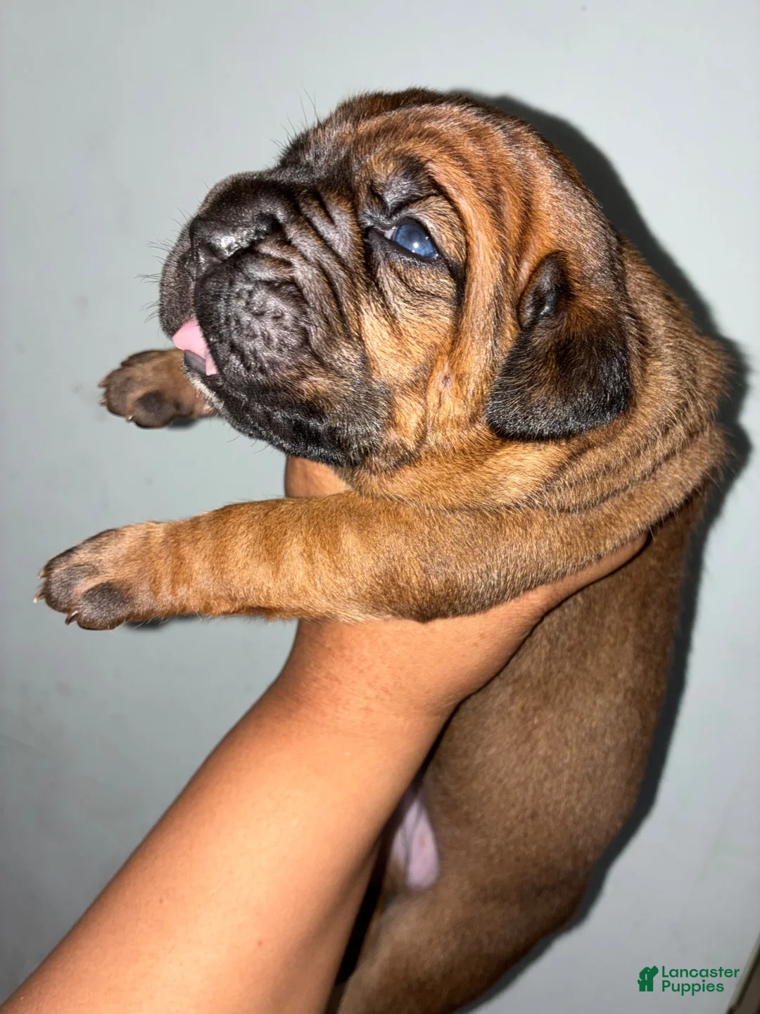 Cane Corso dogs for sale: Cane Corso 1 - Ad 1