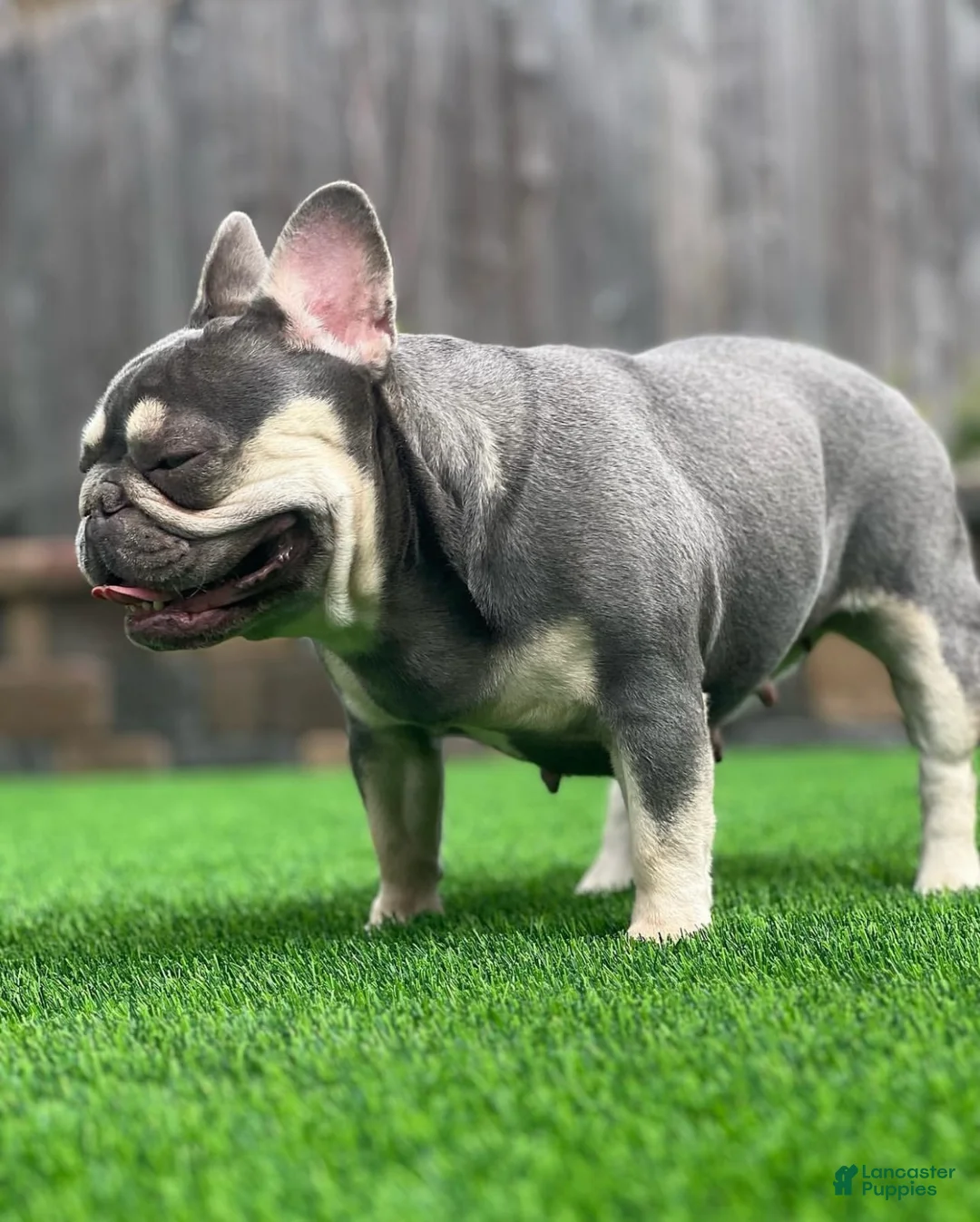 French Bulldog dogs for sale: Betsy Lilac Tan French Bulldog Puppy - Ad 2