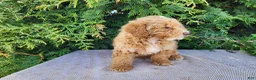 Mini Bernedoodle dogs for sale: Spencer - Ad 16