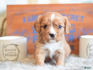 Cavalier King Charles Spaniel dogs Cavalier King Charles Spaniel Puppy 1 - Ad 41